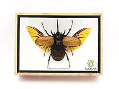 Real horned beetle for sale  Delivered anywhere in USA 