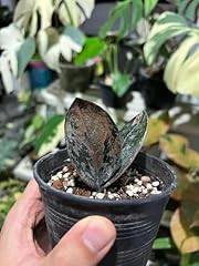 Live raven plant for sale  Delivered anywhere in USA 