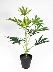 Hanfpflanze cannabispflanze 50 gebraucht kaufen  Wird an jeden Ort in Deutschland