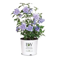 Gallon proven winners for sale  Delivered anywhere in USA 