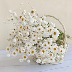 Dried daisy flowers for sale  Delivered anywhere in UK