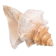 Besportble riesige muschelscha gebraucht kaufen  Wird an jeden Ort in Deutschland