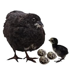 Undique black quail for sale  Delivered anywhere in USA 