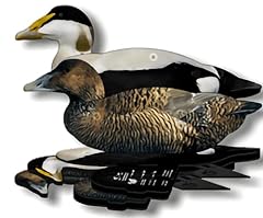 Fud common eider for sale  Delivered anywhere in USA 
