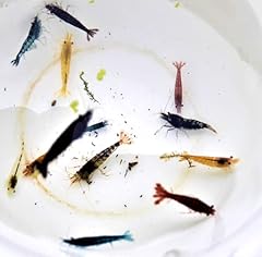 Garnelen mix bunte gebraucht kaufen  Wird an jeden Ort in Deutschland