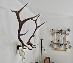 Top rack elk for sale  Delivered anywhere in USA 