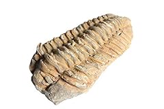 Real trilobite fossil for sale  Delivered anywhere in USA 
