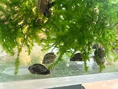 150 pond snails for sale  Delivered anywhere in USA 