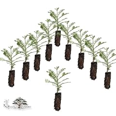 Pack coast redwood for sale  Delivered anywhere in USA 