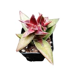 Uskc live succulent for sale  Delivered anywhere in USA 