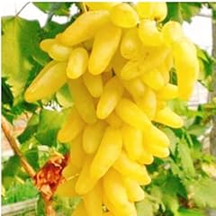Weinreben kaufen winterhart gebraucht kaufen  Wird an jeden Ort in Deutschland