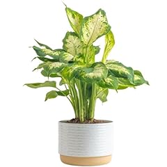 Costa farms dieffenbachia for sale  Delivered anywhere in USA 