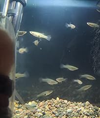 Live mosquito fish for sale  Delivered anywhere in USA 