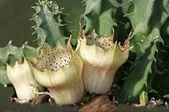 Portal cool huernia usato  Spedito ovunque in Italia 