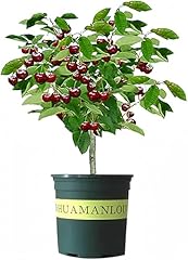 Black cherry fruit for sale  Delivered anywhere in USA 