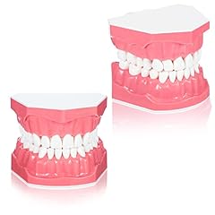 Dental teeth model for sale  Delivered anywhere in USA 