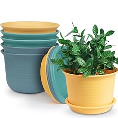 Hayder inch plant for sale  Delivered anywhere in USA 