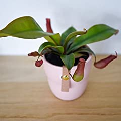 Carnivorous houseplant pitcher for sale  Delivered anywhere in Ireland