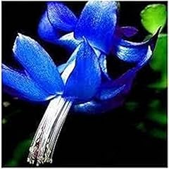 Chuxay garden blue for sale  Delivered anywhere in USA 