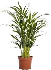 Happy plants areca gebraucht kaufen  Wird an jeden Ort in Deutschland