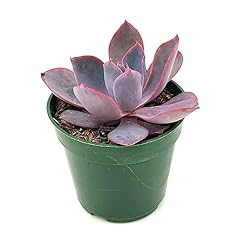 Ragnaroc live succulent for sale  Delivered anywhere in USA 