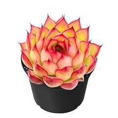 Sprout green echeveria for sale  Delivered anywhere in USA 