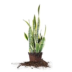 Perfect plants snake for sale  Delivered anywhere in USA 