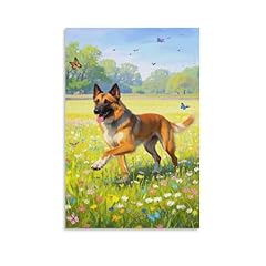 Zhuicheng malinois belga usato  Spedito ovunque in Italia 