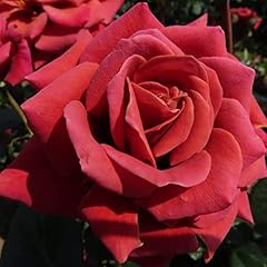 Harry rose 5.5lt for sale  Delivered anywhere in UK