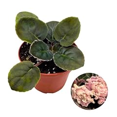 Harmony foliage african for sale  Delivered anywhere in USA 