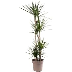 Dragon tree large for sale  Delivered anywhere in UK