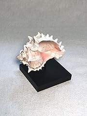 Sea shell holder for sale  Delivered anywhere in USA 