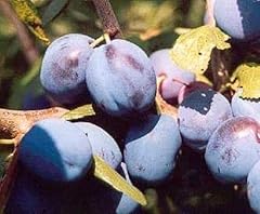 Prunus damson merryweather for sale  Delivered anywhere in UK
