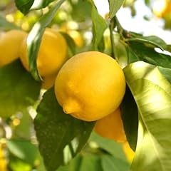 Garden citrus lemon for sale  Delivered anywhere in UK