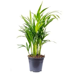Areca dypsis lutescens usato  Spedito ovunque in Italia 