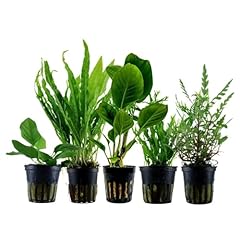 Aquaone anubias hygrophila usato  Spedito ovunque in Italia 