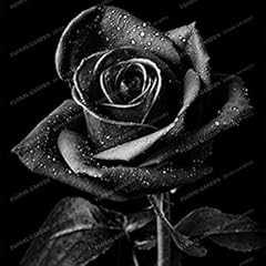 True blood black for sale  Delivered anywhere in UK