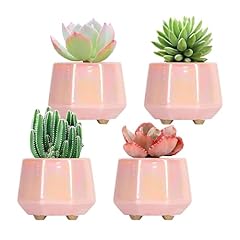 Yqslysf inch succulent for sale  Delivered anywhere in USA 