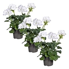 Live zonal geraniums for sale  Delivered anywhere in USA 