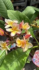 Pianta plumeria captivate usato  Spedito ovunque in Italia 