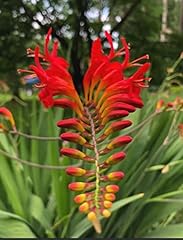 Crocosmia lucifer bulbs for sale  Delivered anywhere in USA 