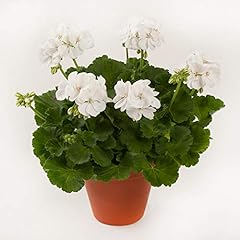 Upright bushy geranium for sale  Delivered anywhere in UK