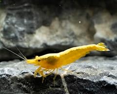 Live yellow golden for sale  Delivered anywhere in UK