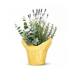 Live aromatic healthy for sale  Delivered anywhere in USA 