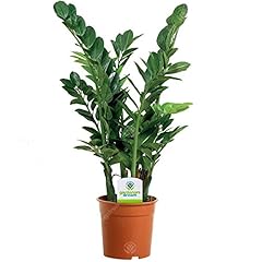 Zamioculca zamiifolia pianta usato  Spedito ovunque in Italia 