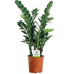 Zamioculca zamiifolia plante d'occasion  Livré partout en France