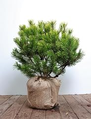 Pinus mugo winter gebraucht kaufen  Wird an jeden Ort in Deutschland