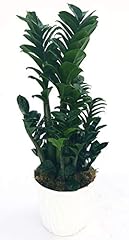 Powers flowers zamioculcas usato  Spedito ovunque in Italia 