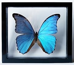 Ben butterfly guy for sale  Delivered anywhere in USA 