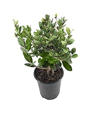 Pineapple guava plant for sale  Delivered anywhere in USA 